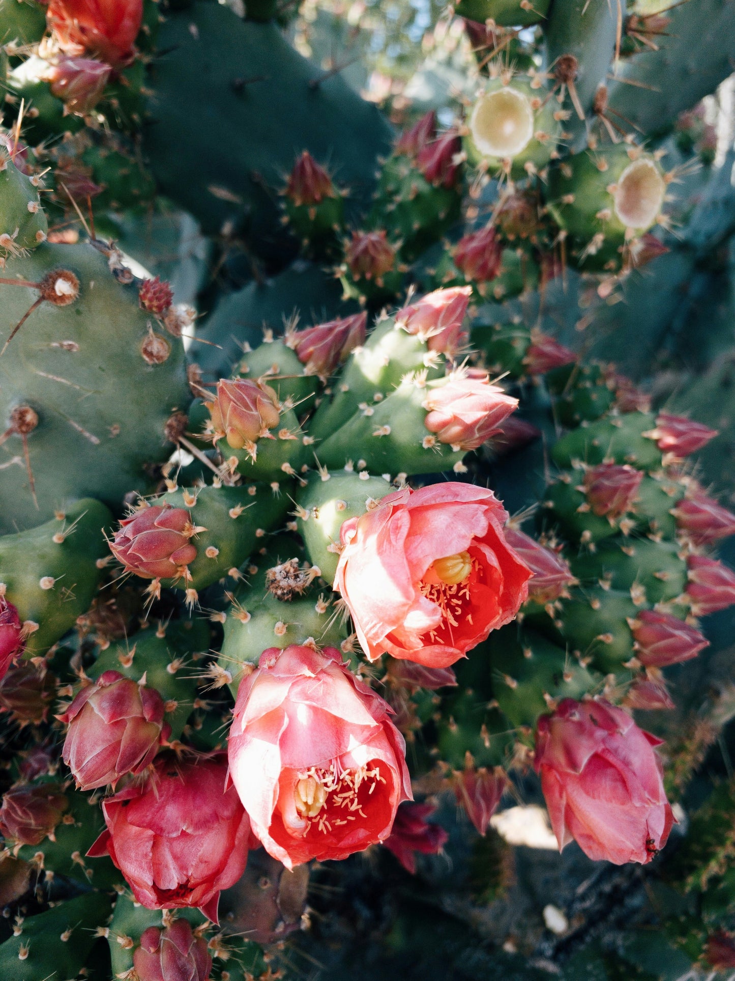 Spring Sample Pack