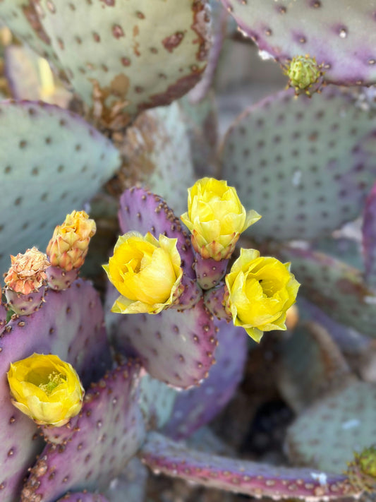 Embracing the Transition from Winter to Spring