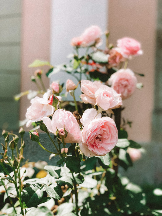 Bohemian Rose