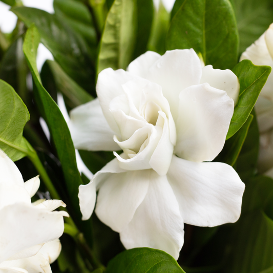 Gardenia