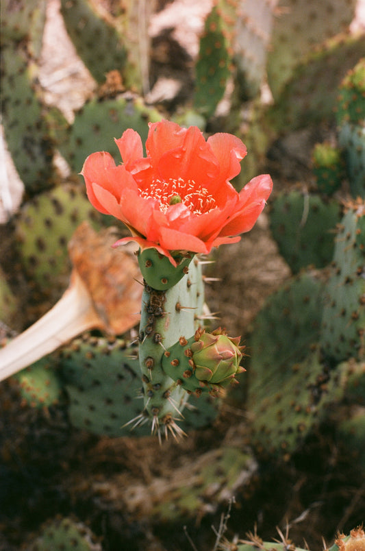 Cactus Blossom