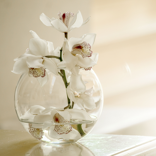 Vanilla Orchid