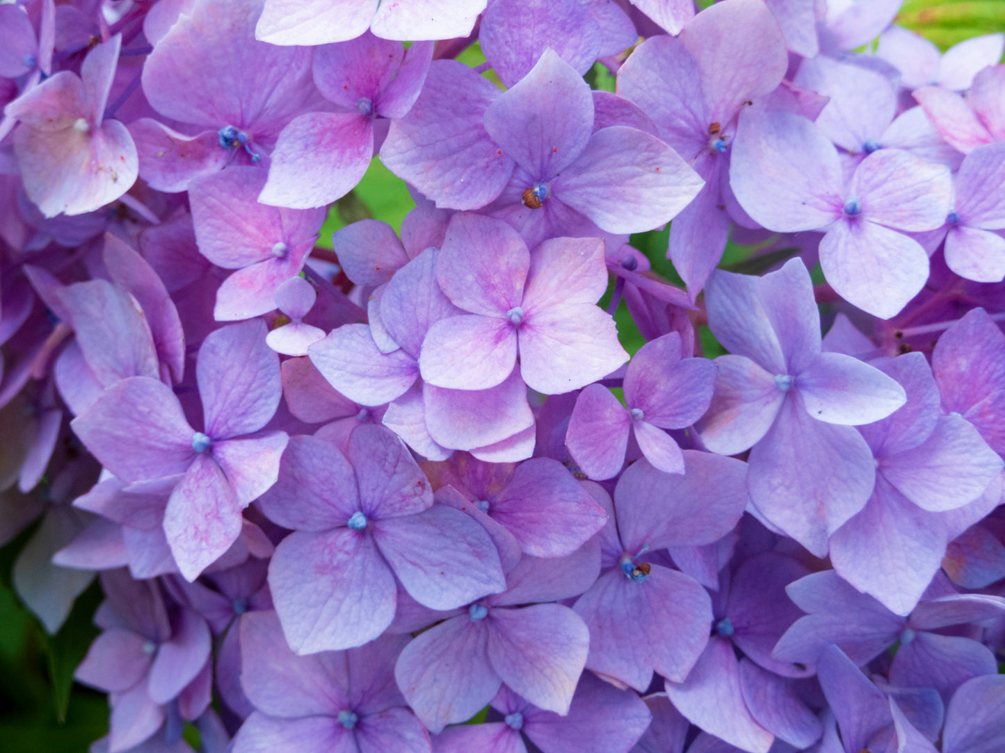 Spring Sample Pack